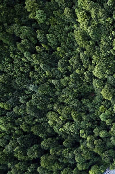 Green decorative elements symbolizing IFF's eco-friendly initiatives.