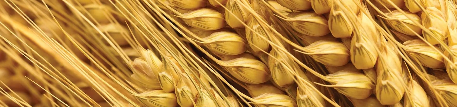 Axtra-« XB-hero-min