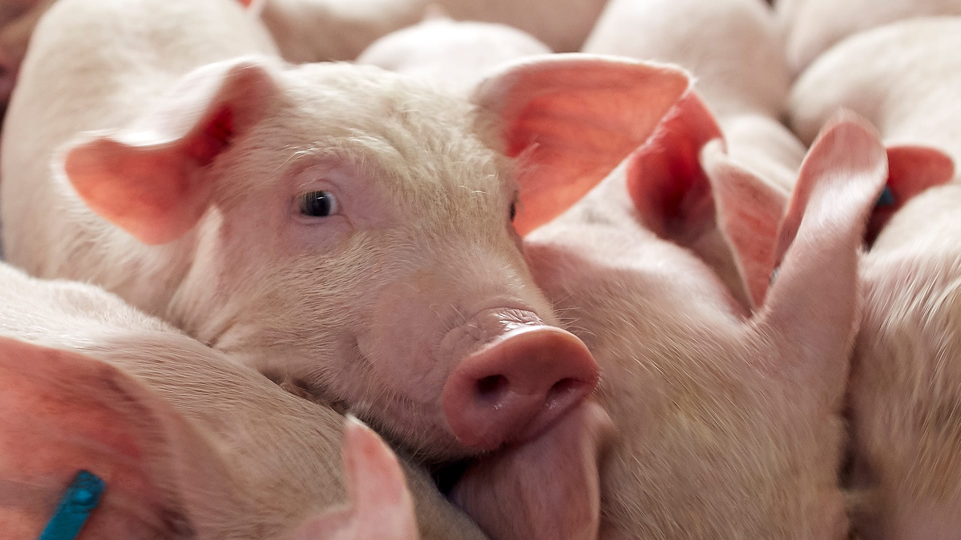 Swine_Header_images__1920_x_1080