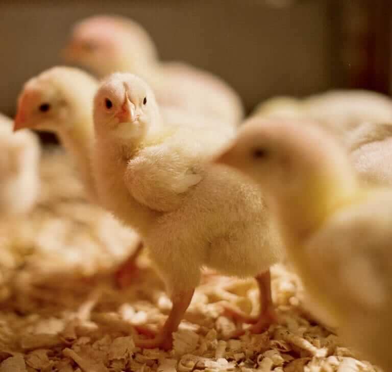 Waterline Probiotics: A Smarter Strategy for Poultry Gut Health 