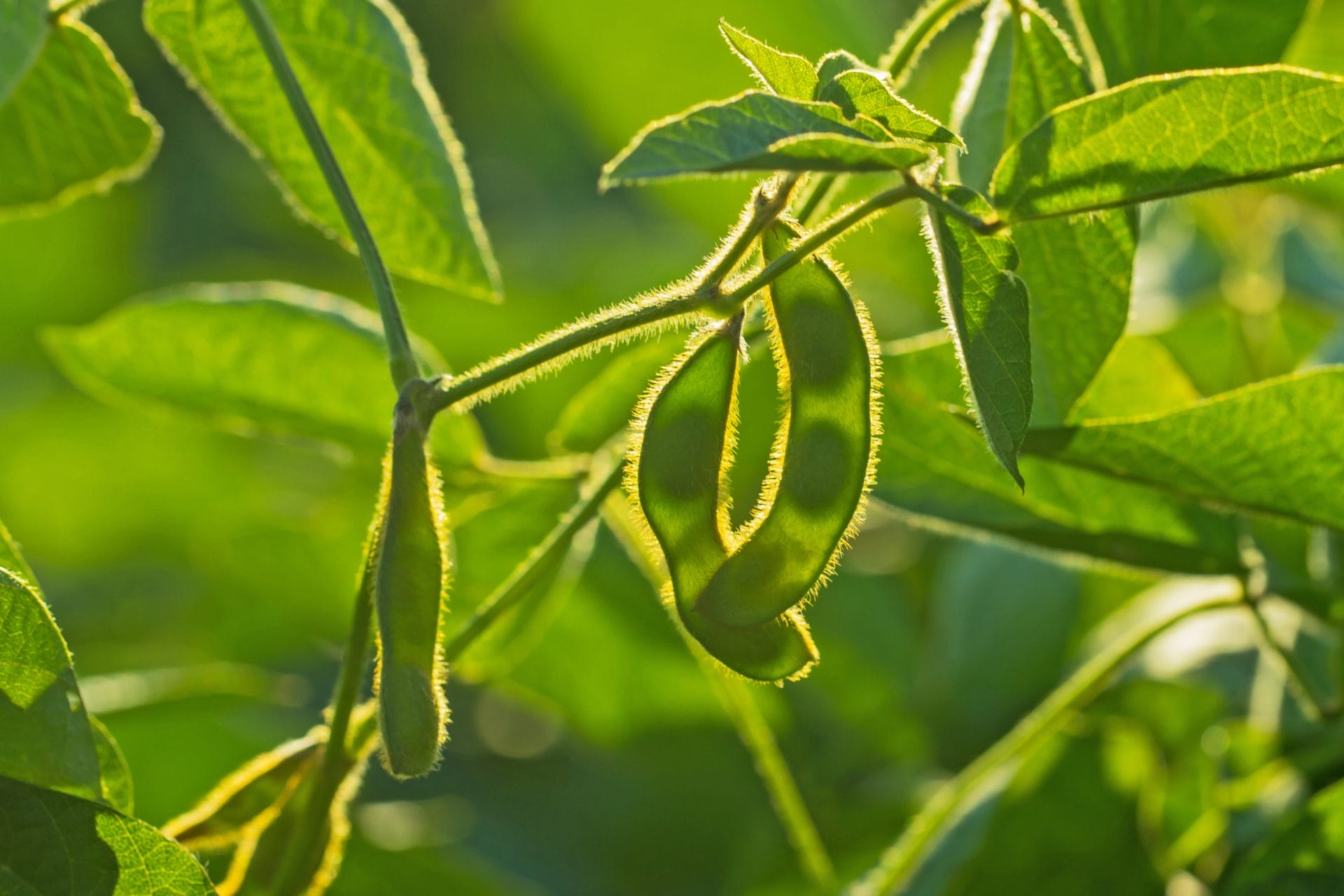 IFF.com_Protein_Sustainability_LCA