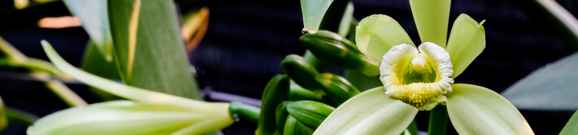 a vanilla plant that will be used to create IFF Taste's vanilla flavoring