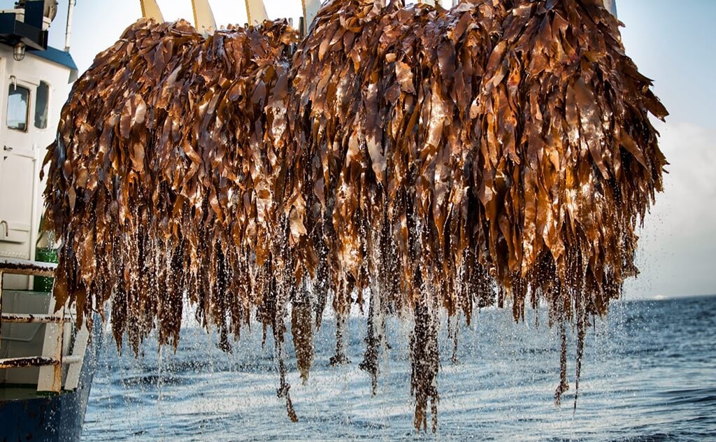 a rich forest of seaweed that will be harvested for IFF seaweed solutions