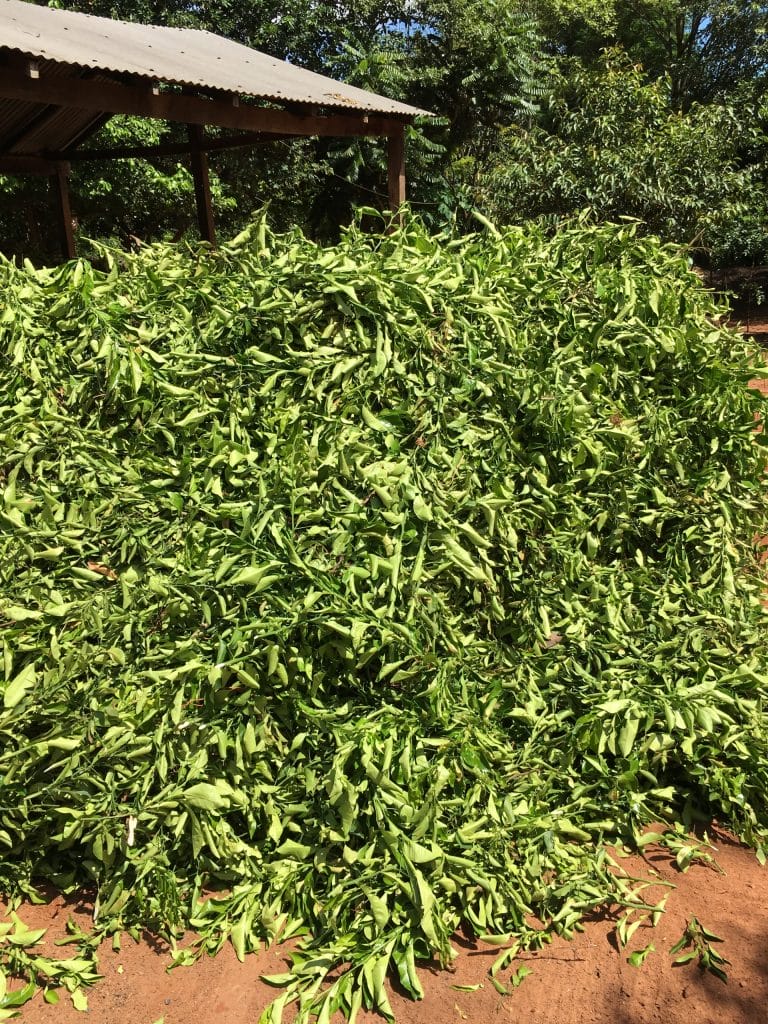 PETITGRAIN_PARAGUAY_COLLABORATEUR_BD_LMR_2020 (4)