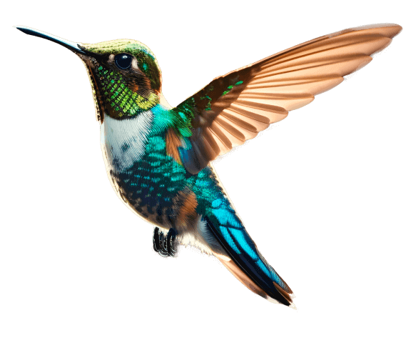 colibri