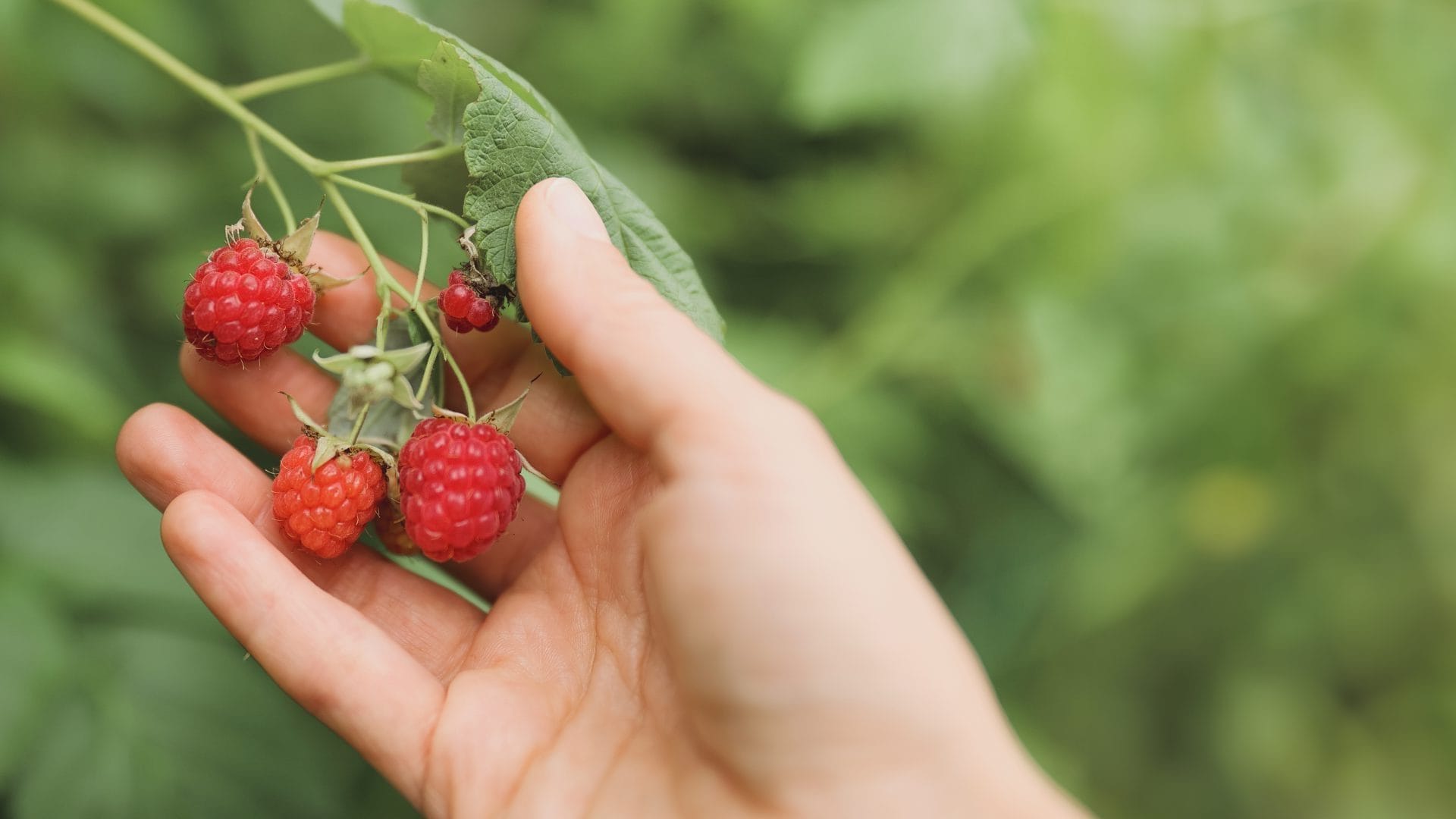 iff-benefits-sensory