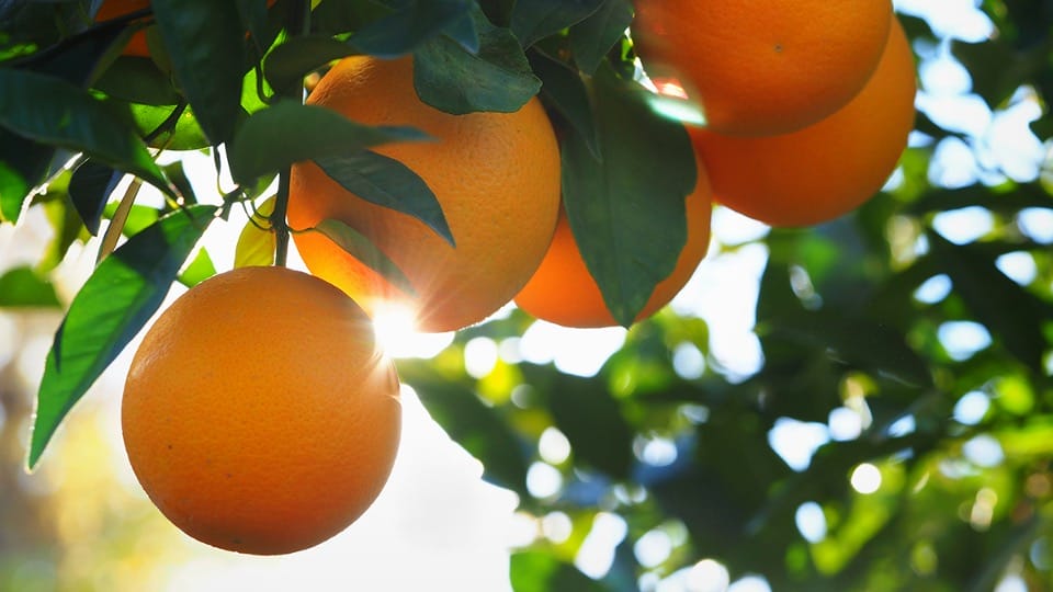 iff-hydrocolloids-pectin