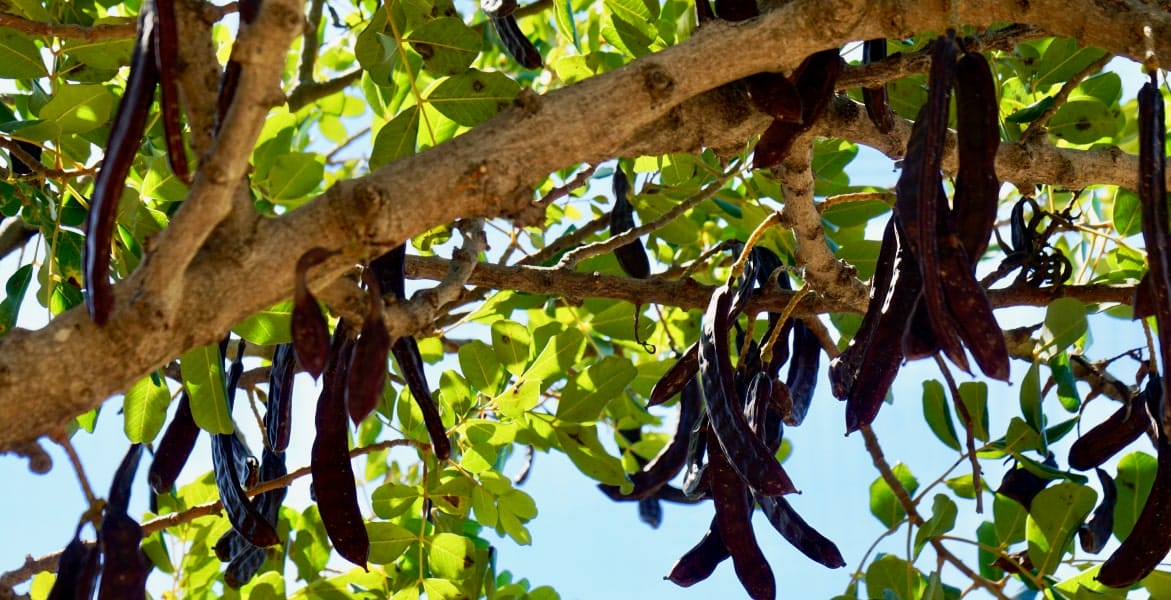 Hydrocolloids_Portfolio_LBG-min