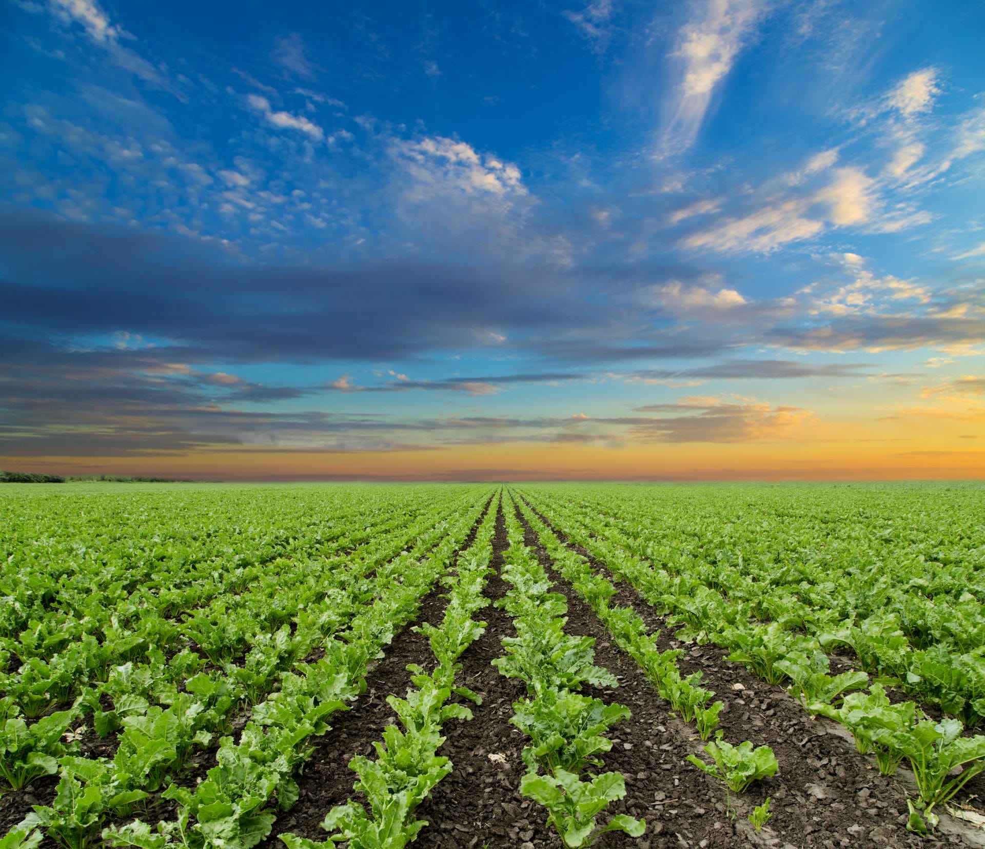 sugar-beets-field-genencare-osms-ba