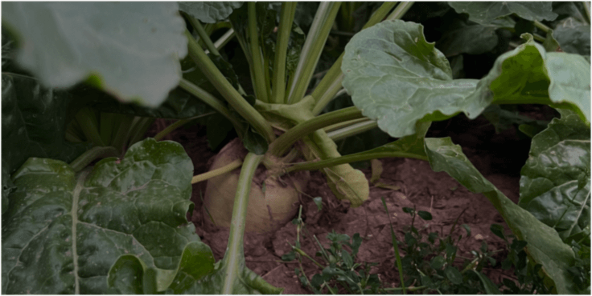 Engineered polysaccharides