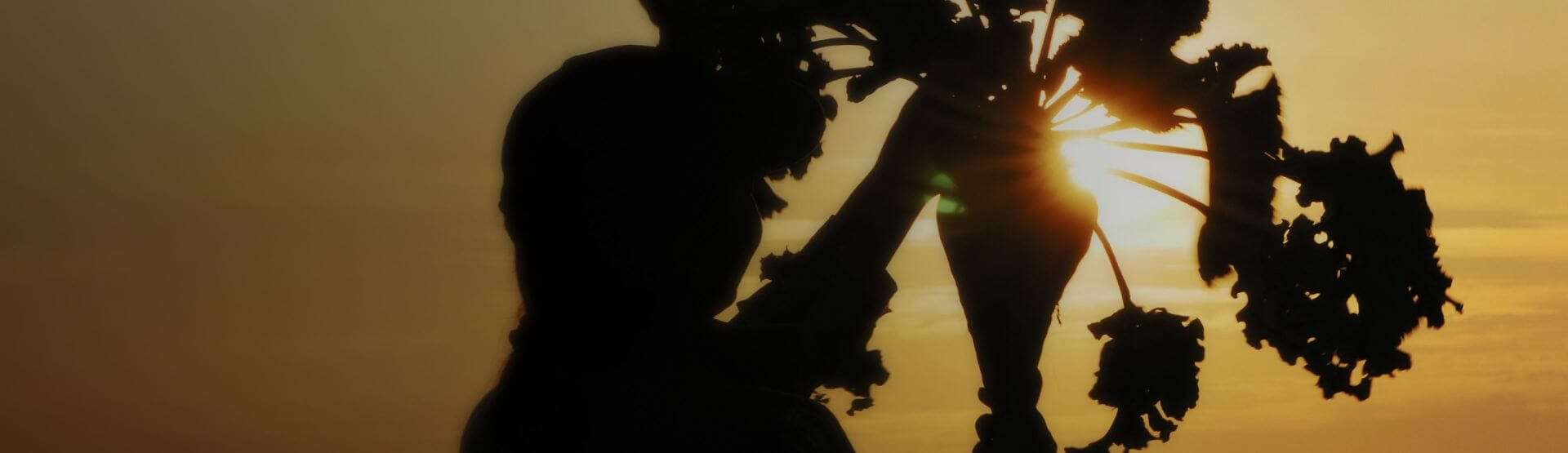 Alpha Bio representative Image of vegetation in the sunset