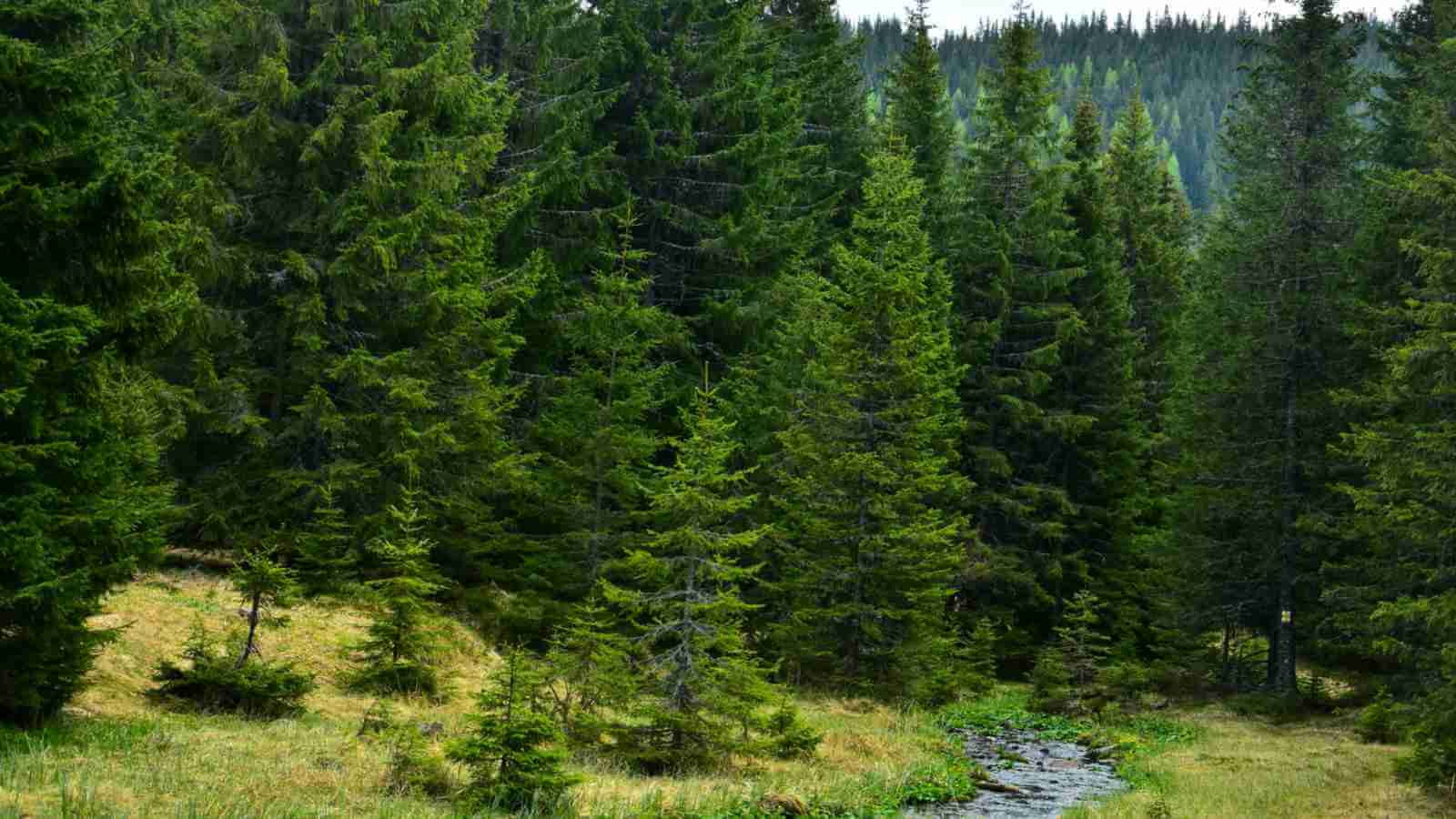 Spruce-forest-with-a-river