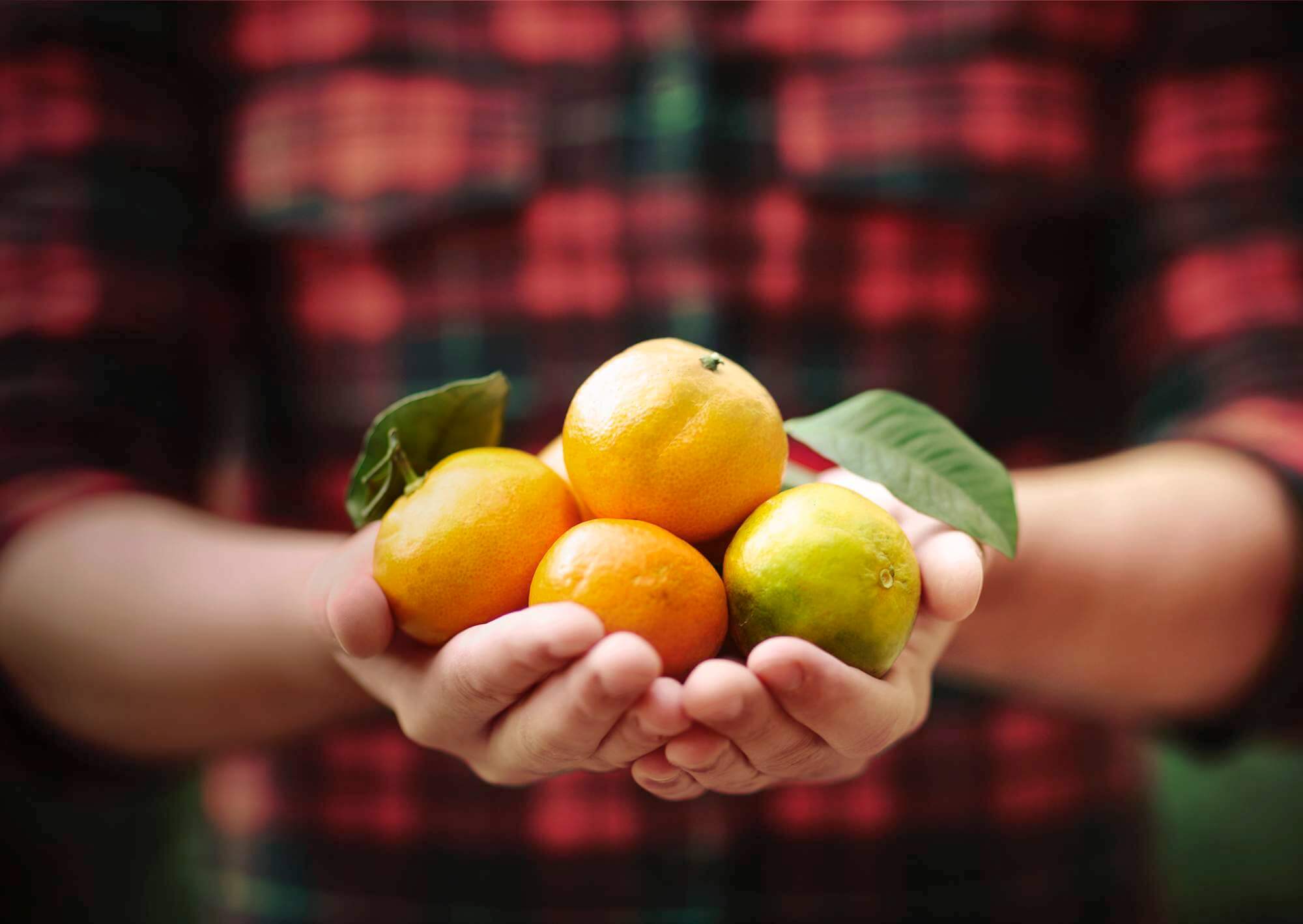 Taura Goodness of Fruit