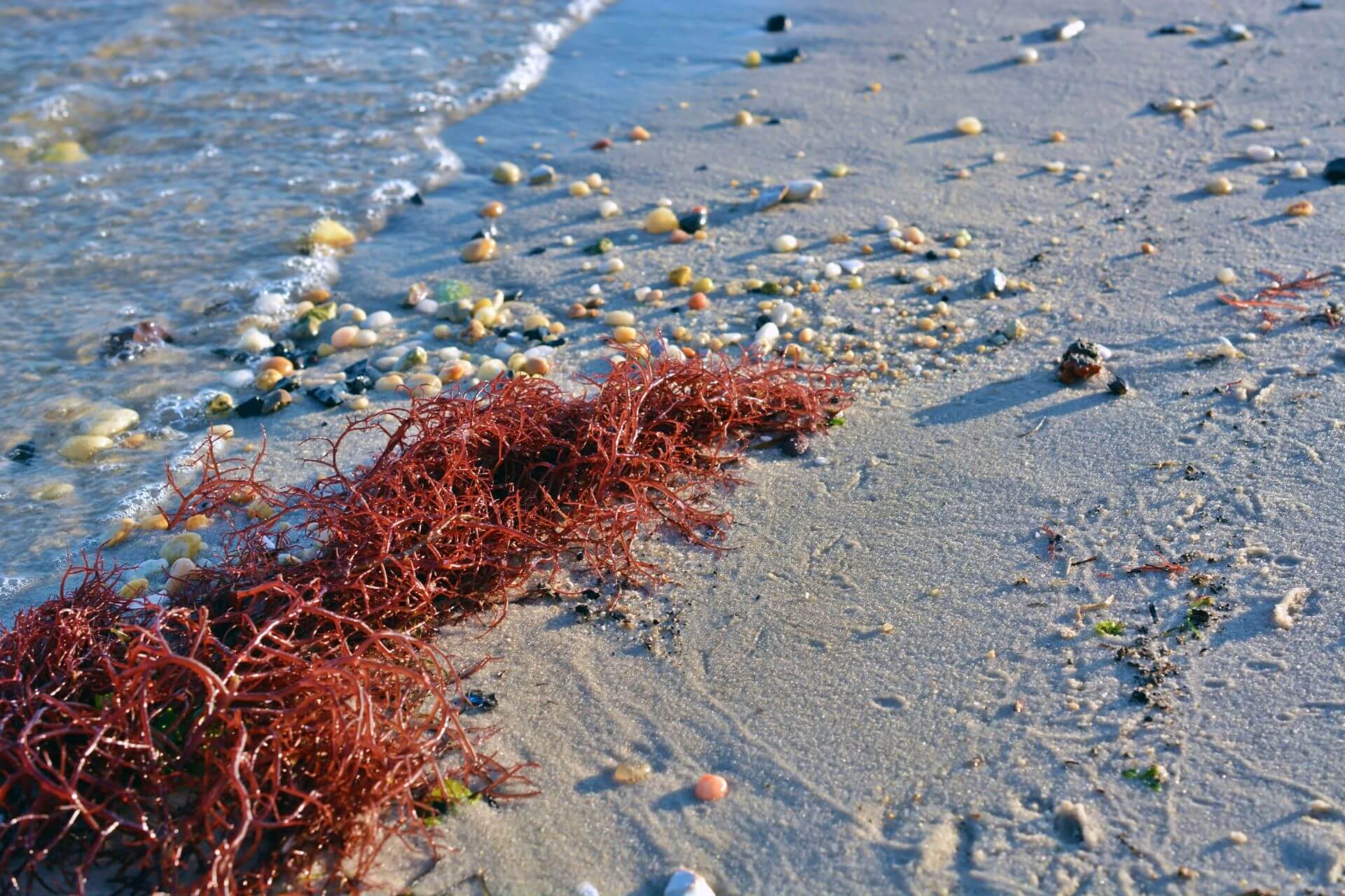 Red seaweed washed up on beach_shutterstock_594406979