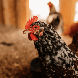 IFF animal feed