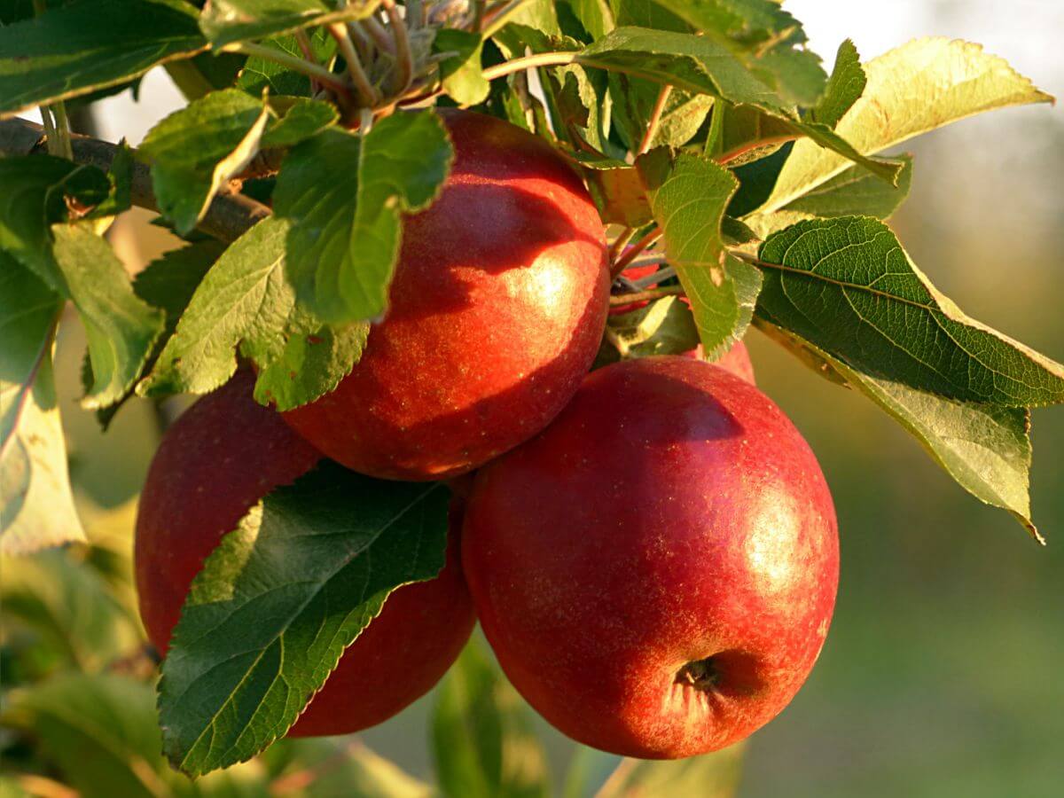 Crop Biologicals Contact Banner Image