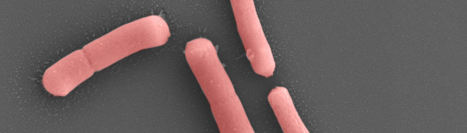 HOWARU-HN001-Cropped