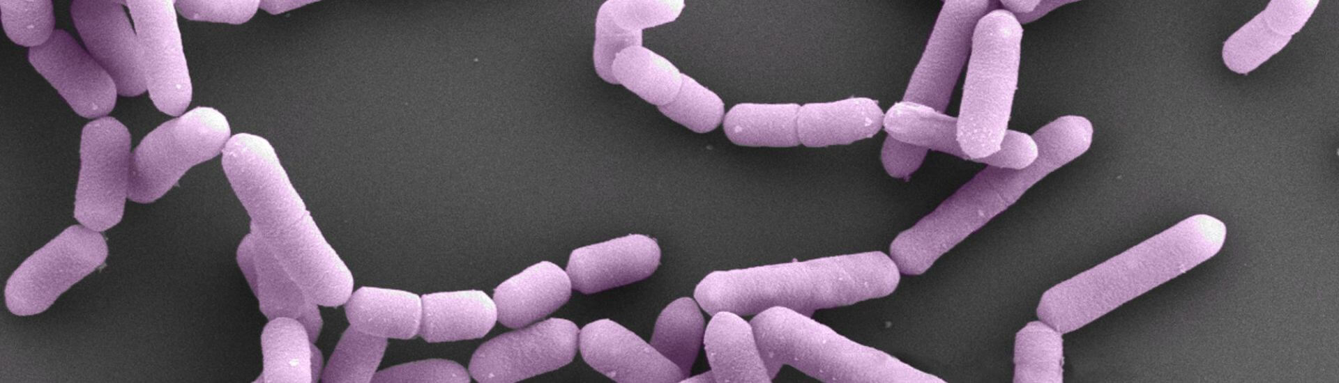 HOWARU-LPC-37-Cropped