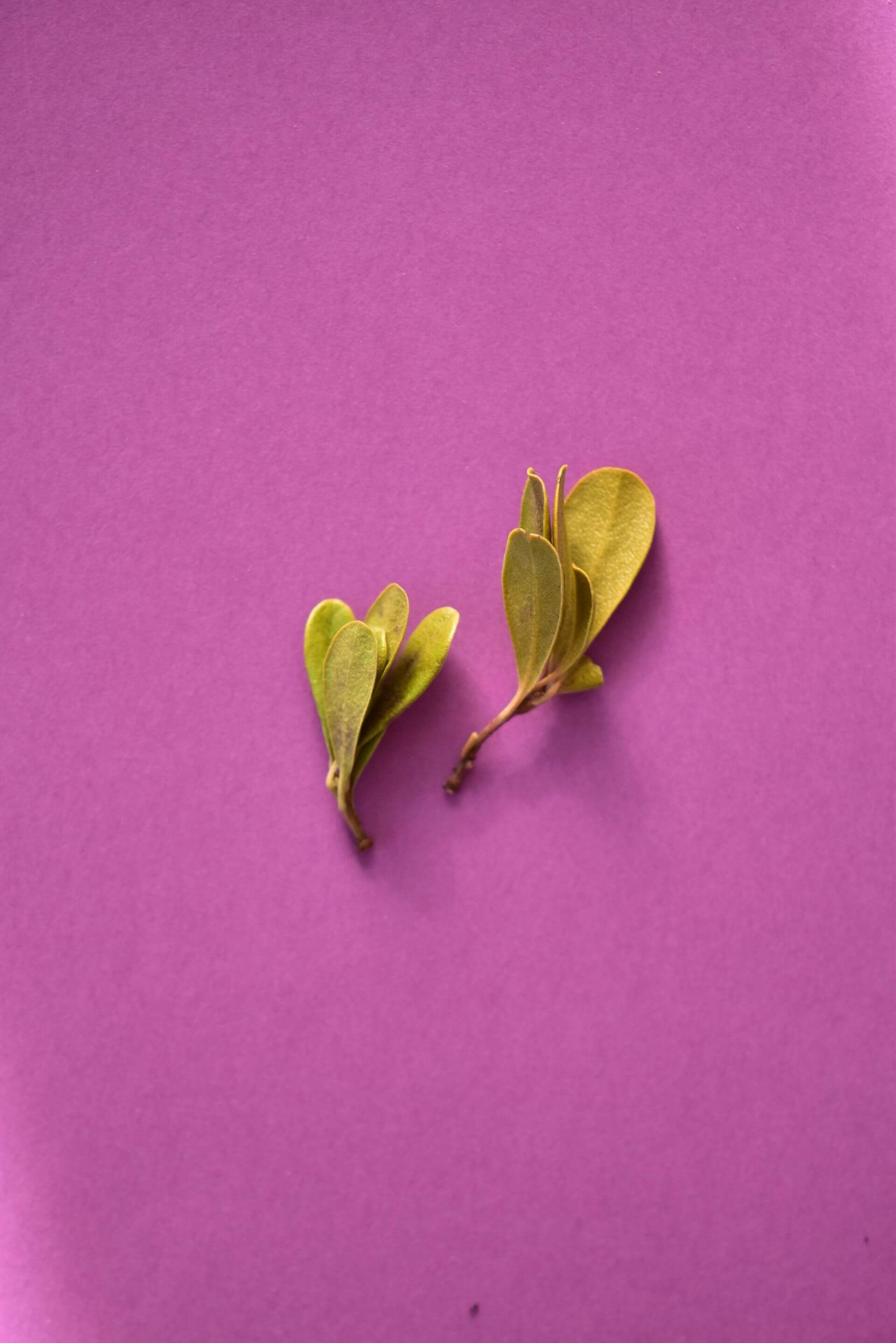 IFF_HS_Our-Products_Ingredients_Bearberry_2