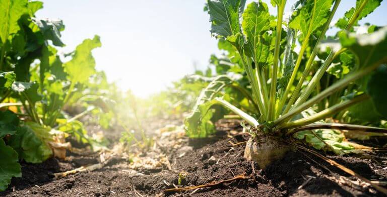 IFF_HS_Our-Products_Ingredients_BetaPower-Beet_4