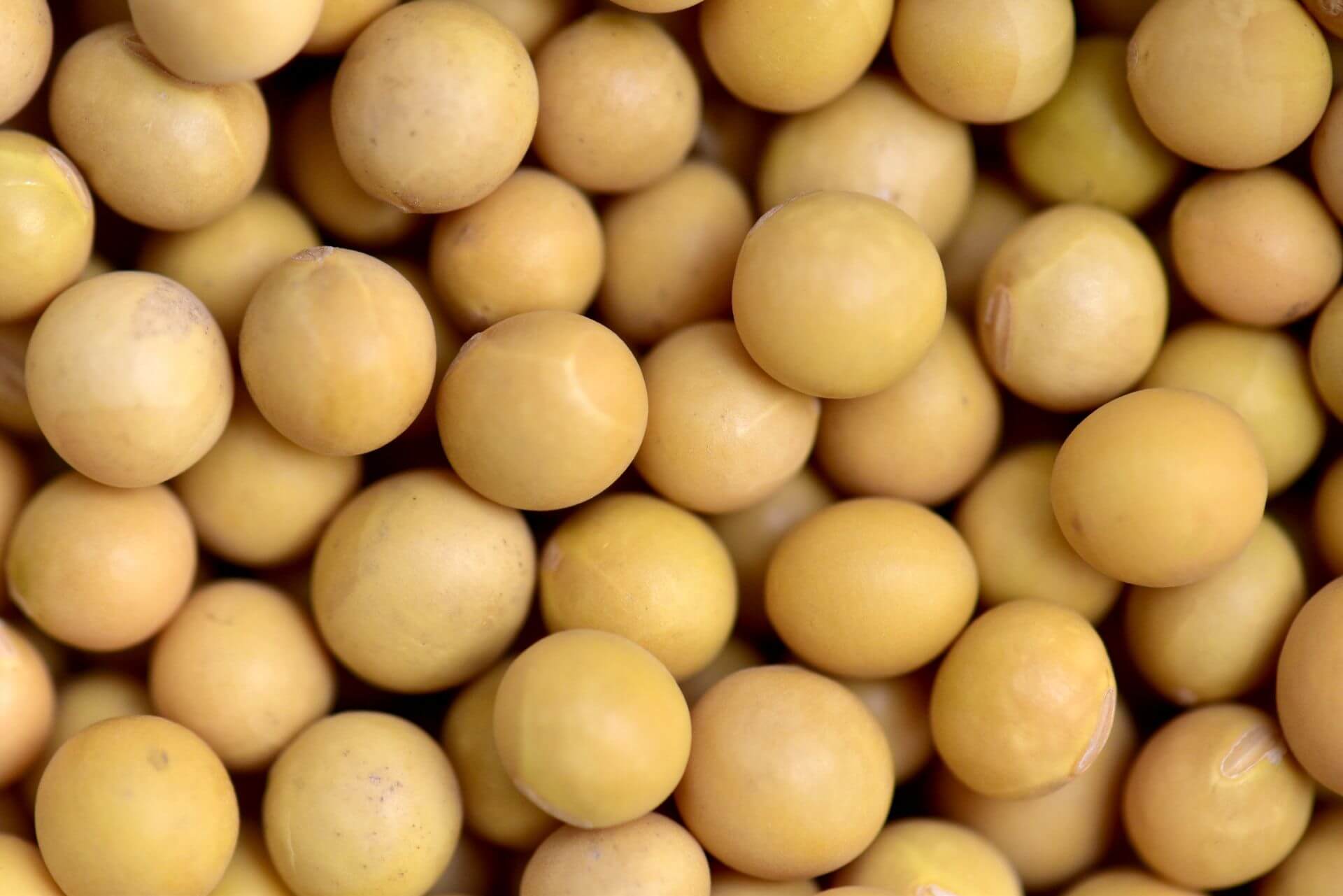 IFF_HS_Our-Products_Ingredients_SoyLife-Soy_1