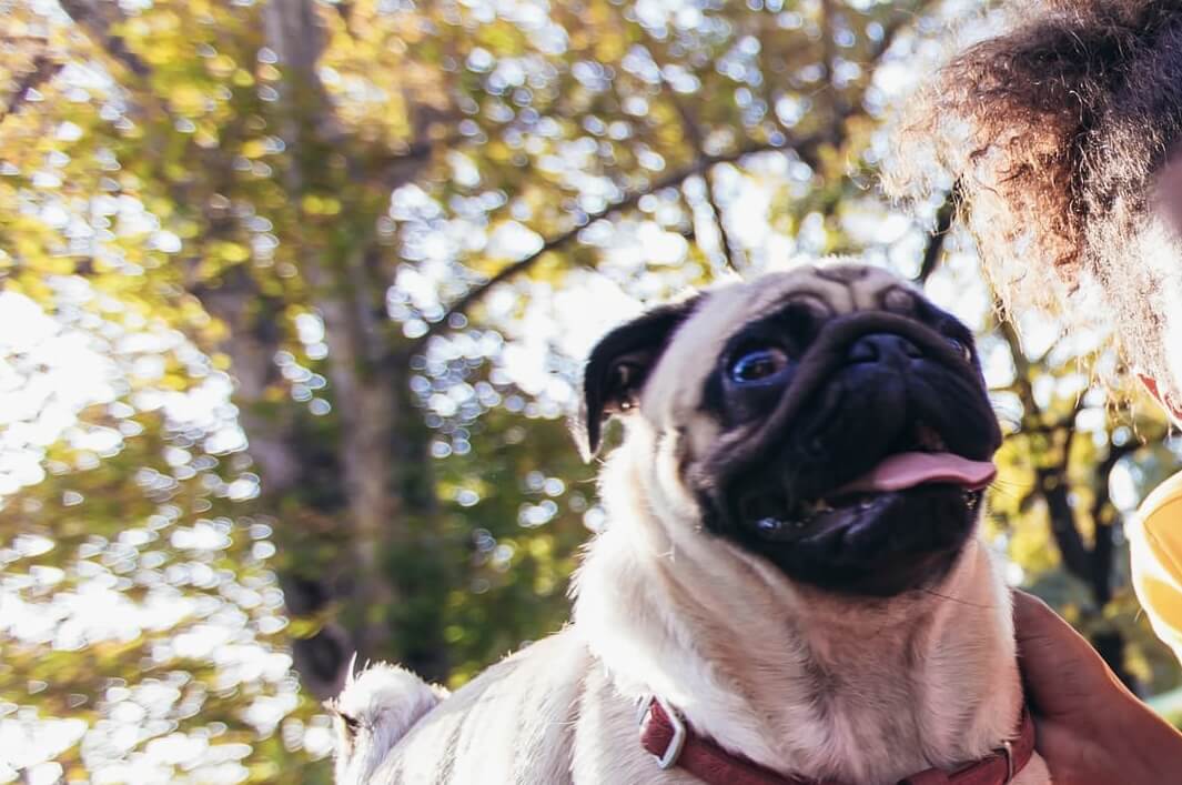 PUG