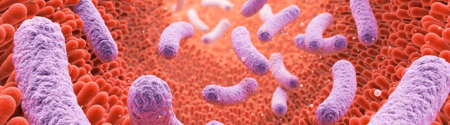 csm_IFF_Digestive-Health_Banner_4_f8abc02924