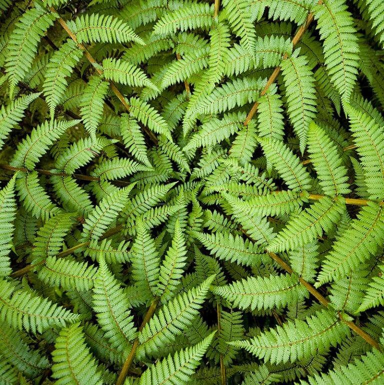 csm_IFF_Immune-Health_Botanicals_Image_2_aadc5f675a