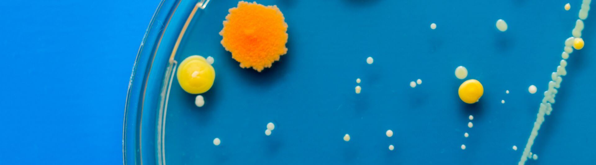 csm_IFF_Our-Products_Bioscience_Image_42029de2d6