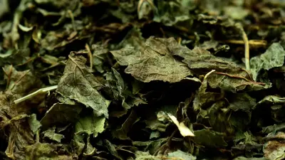 csm_Ingredients_Lemon-Balm_Banner_c402af9f0d_178cd85c104bd57da2f09d6b928f52f4.jpg