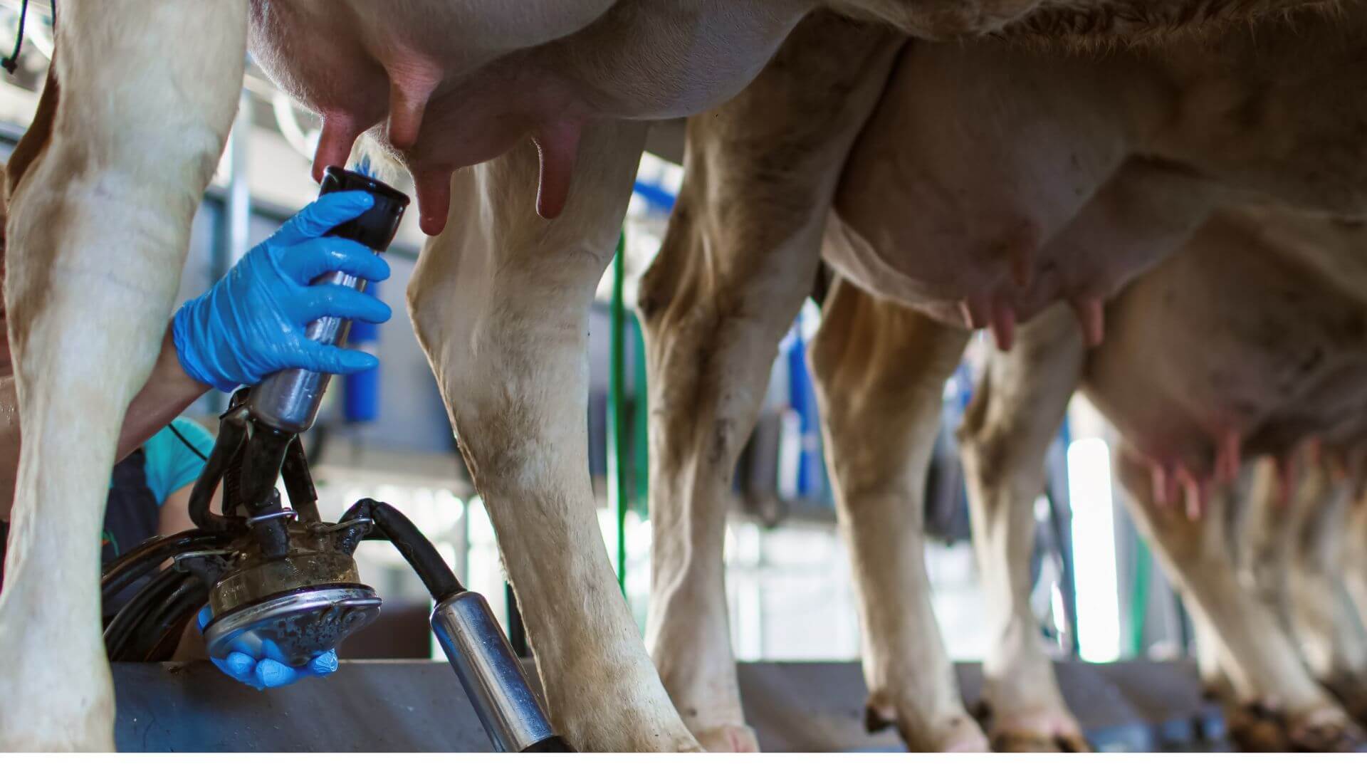 Close-up of dairy cows being milked using automated milking equipment in a clean, controlled environment.