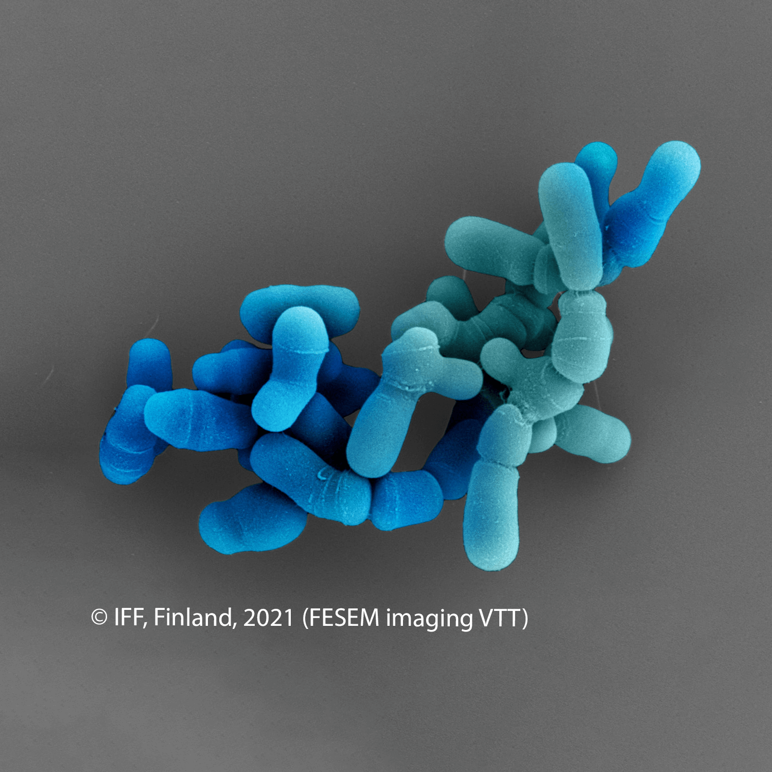 IFF_HS_Our-Products_HOWARU_Signature-Strains_Strains_B420