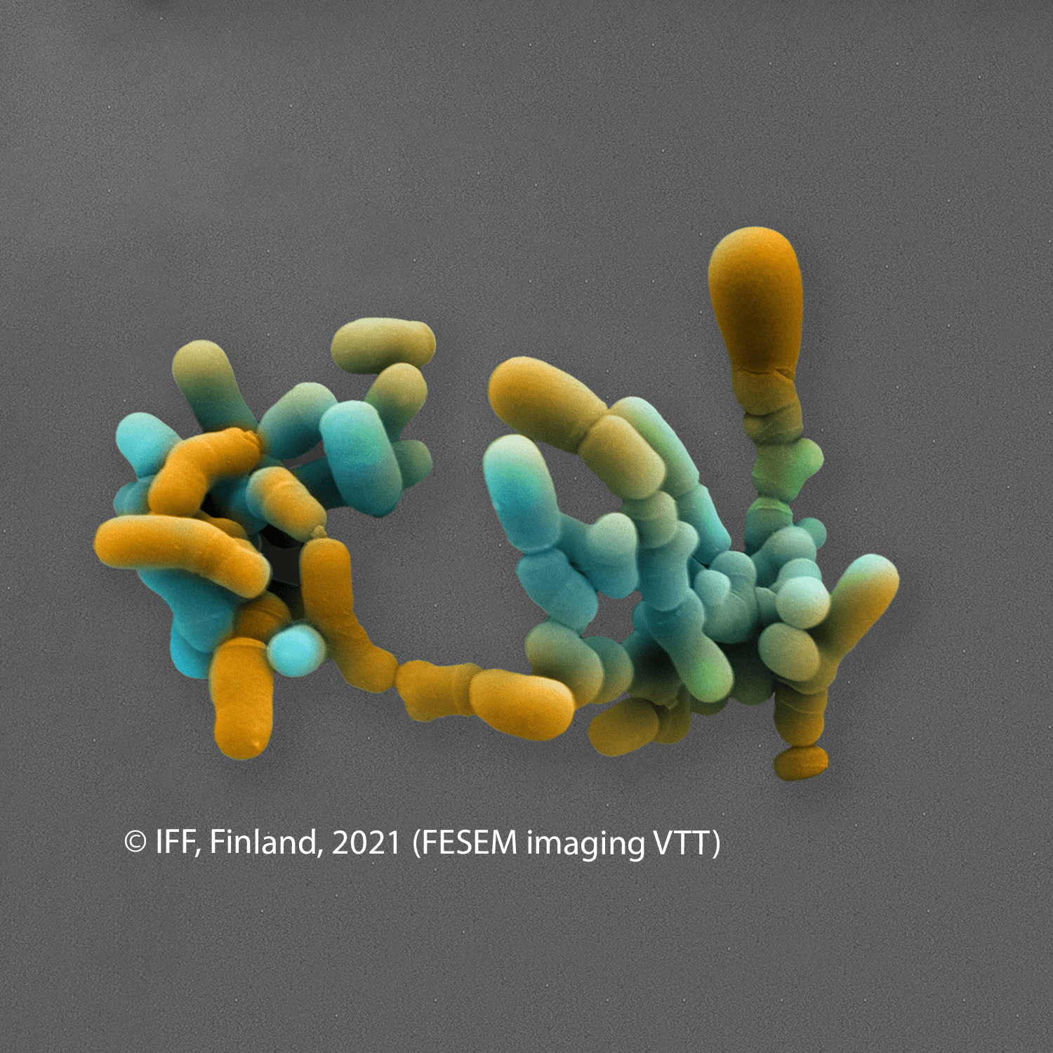 IFF_HS_Our-Products_HOWARU_Signature-Strains_Strains_Bl04