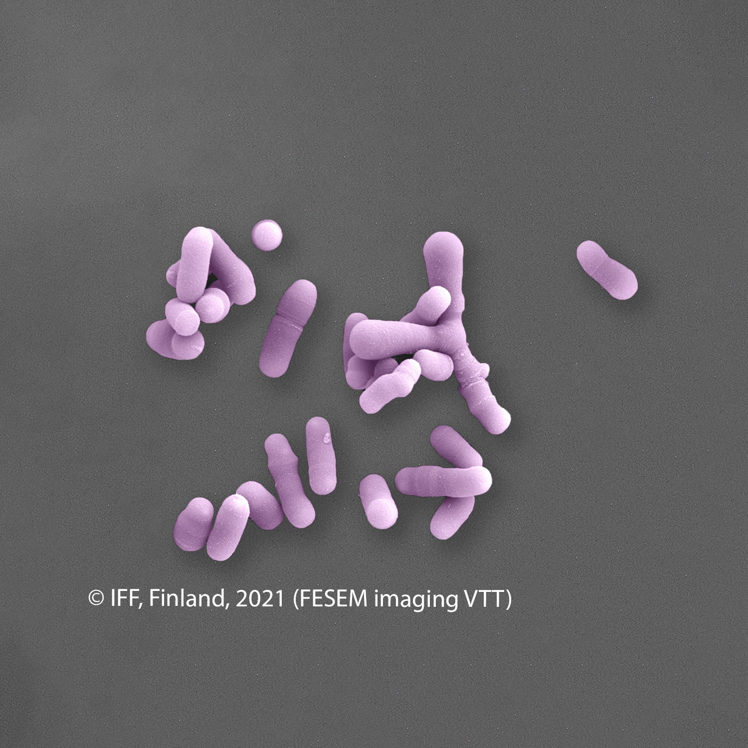 IFF_HS_Our-Products_HOWARU_Signature-Strains_Strains_HN019