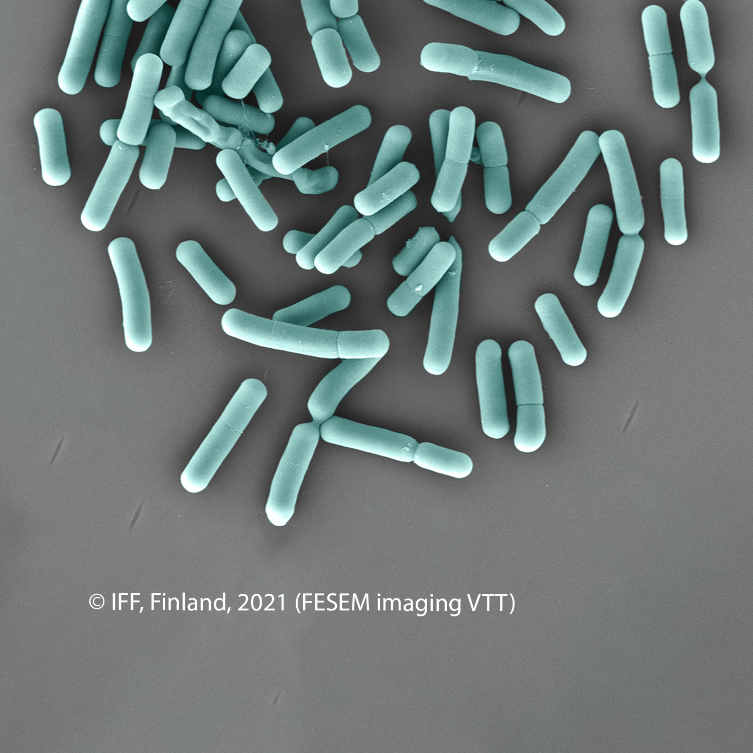 IFF_HS_Our-Products_HOWARU_Signature-Strains_Strains_La-14