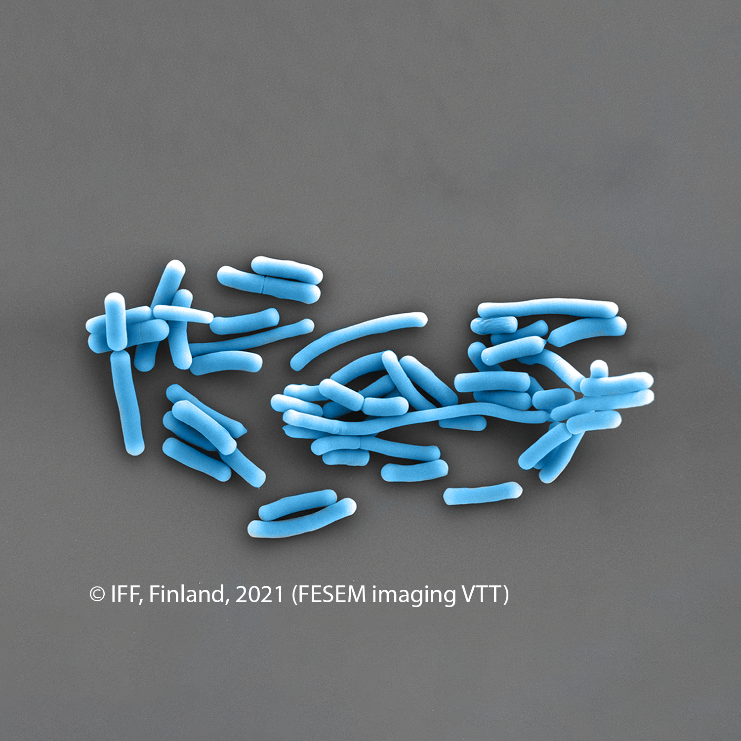 IFF_HS_Our-Products_HOWARU_Signature-Strains_Strains_NCFM