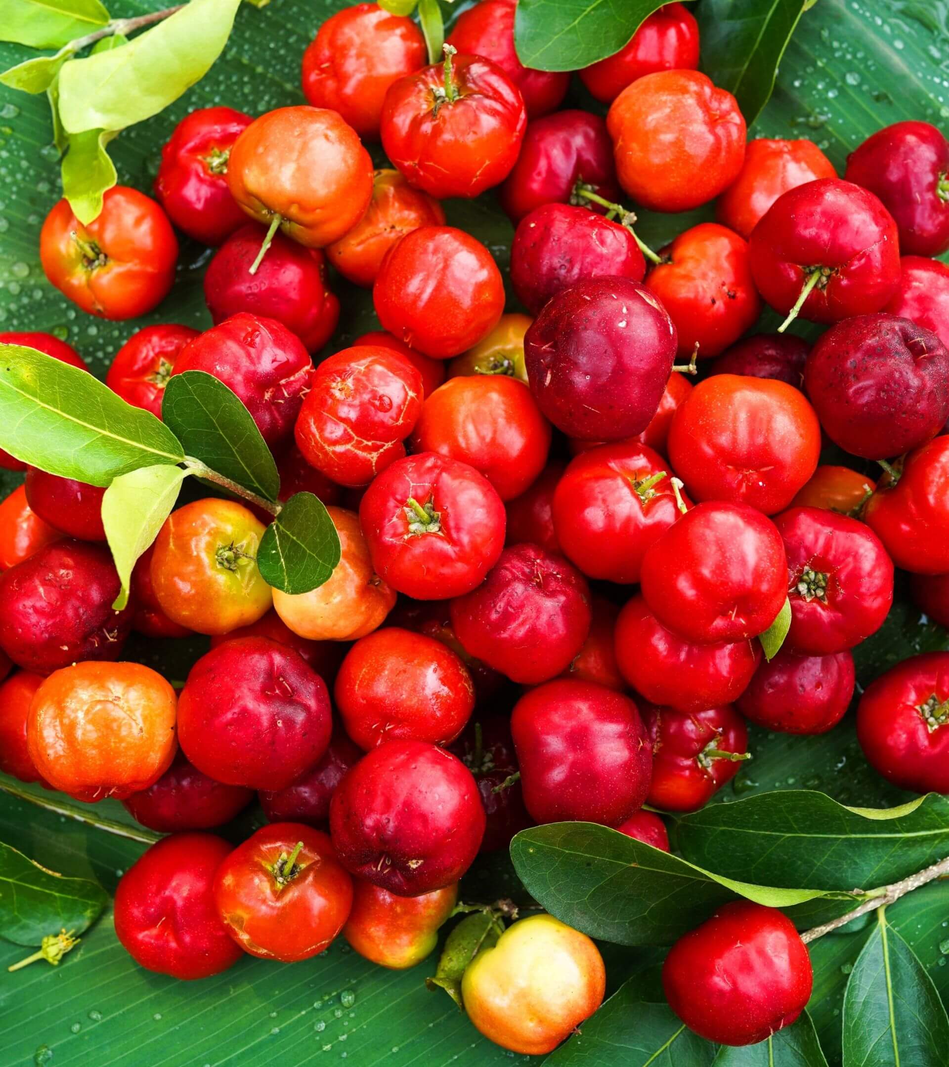 IFF_HS_Our-Products_Ingredients_Acerola_1