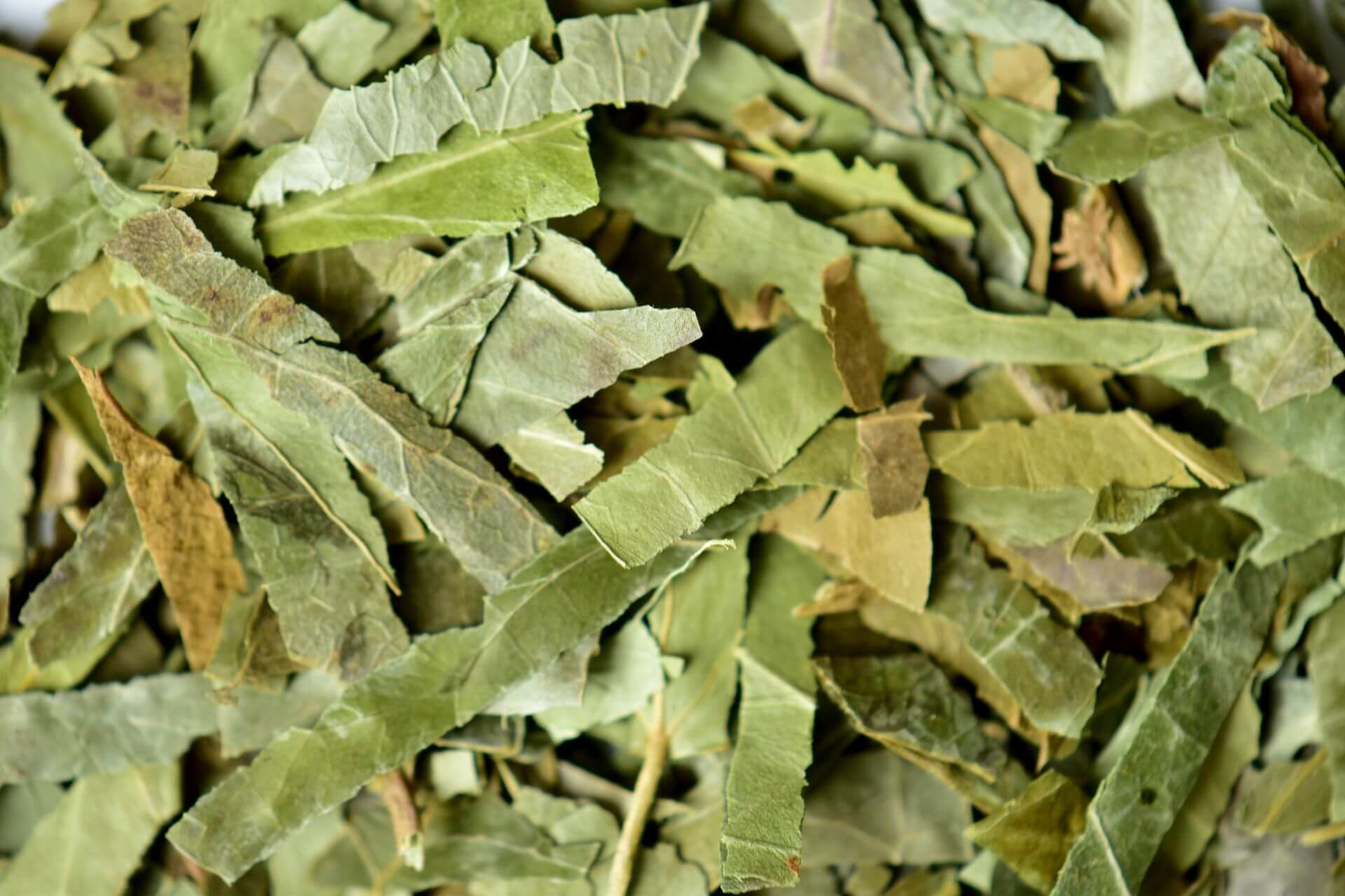 IFF_HS_Our-Products_Ingredients_Ivy-Leaf_1