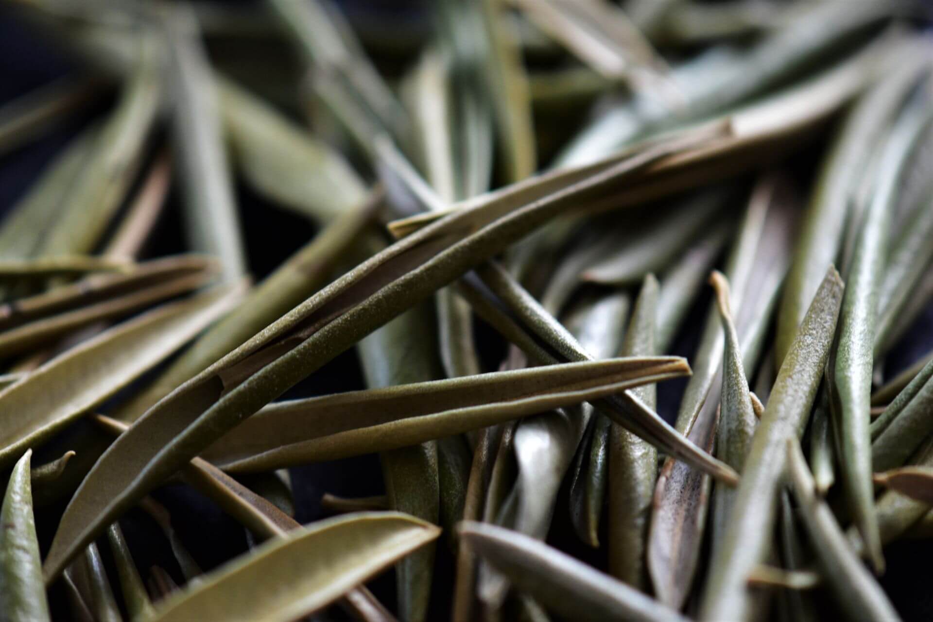 IFF_HS_Our-Products_Ingredients_Olive-Leaf_5