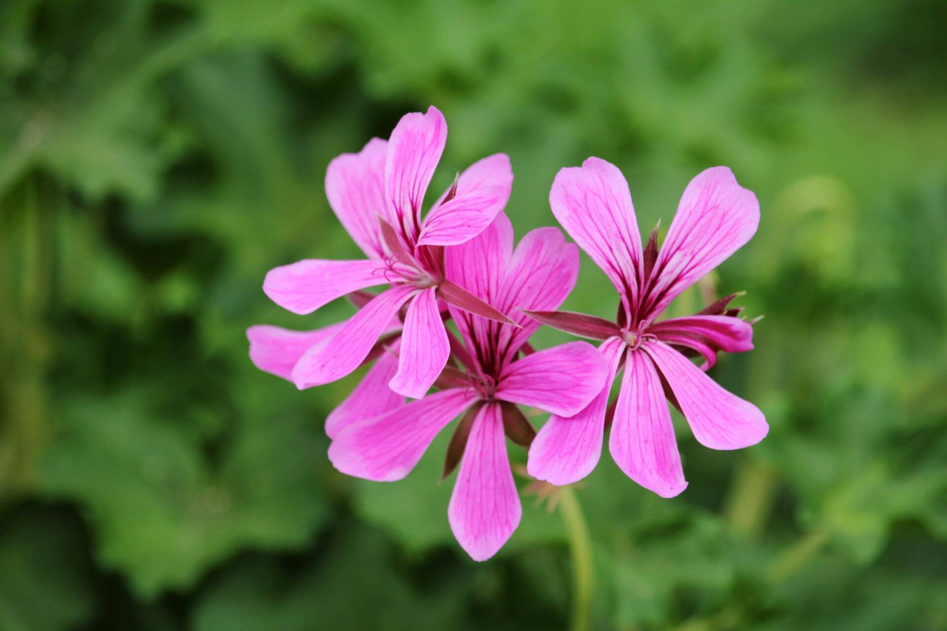 Pelargonium peltatum flowers