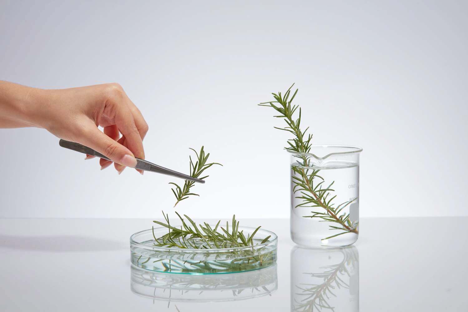 rosemary lab extract