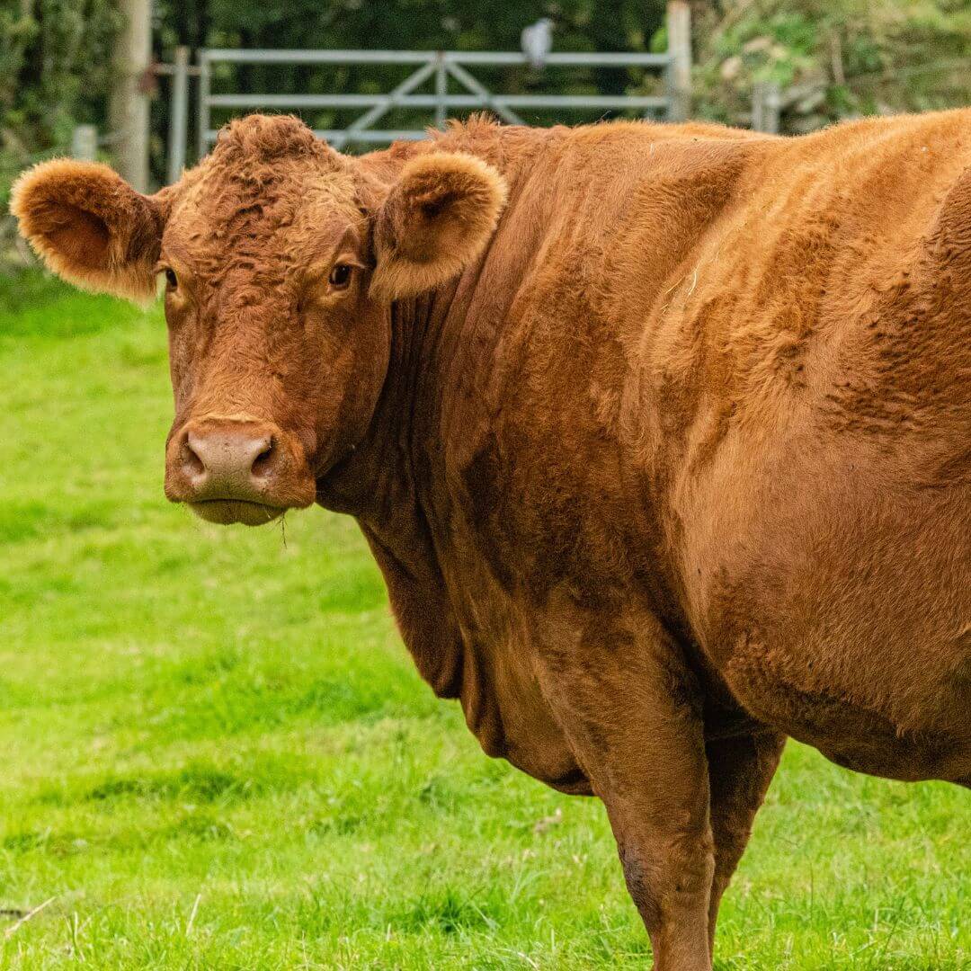 Close-up of a brown beef cow standing on lush green grass in a farm setting.