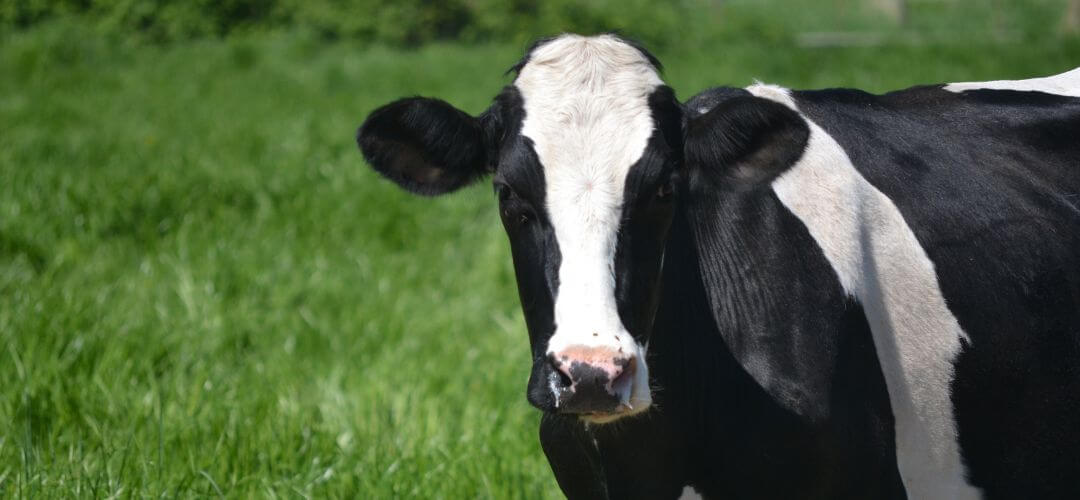 Black-and-white Holstein cow standing on lush green grass in a sunny outdoor setting.