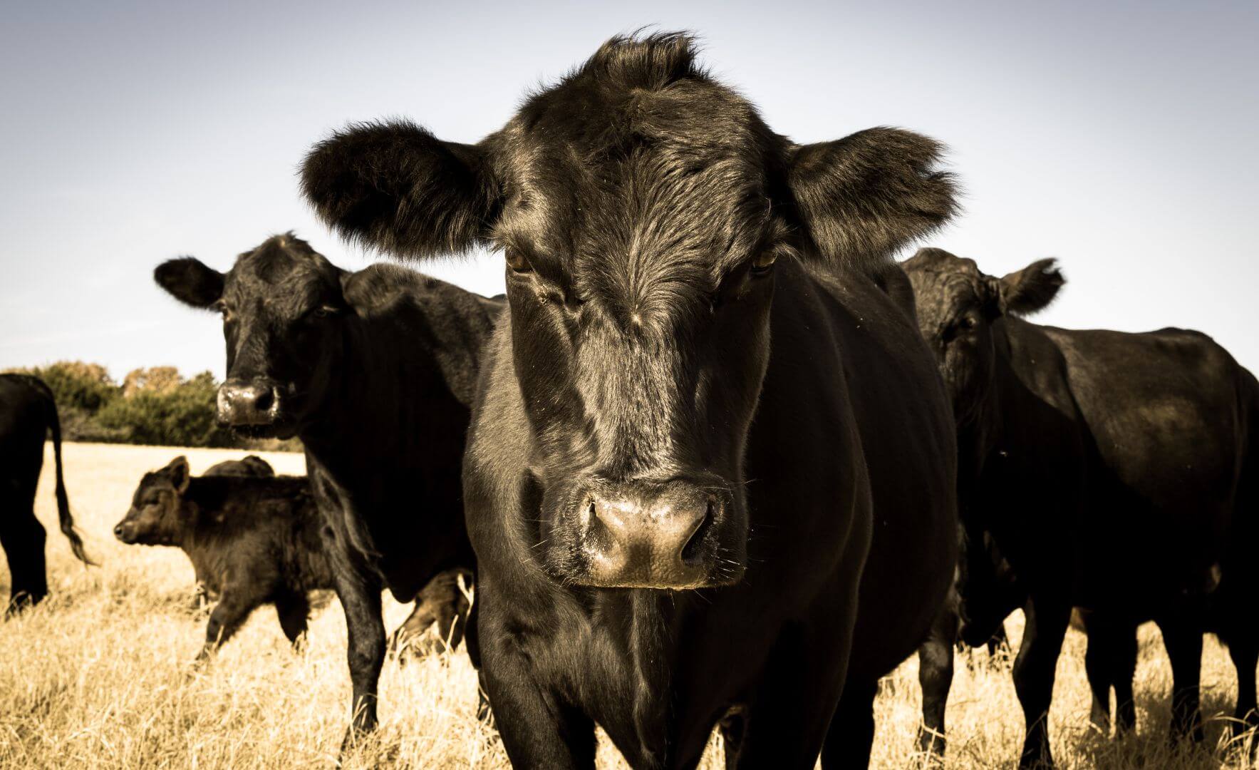 Group of black Angus cattle standing on a dry grassy field under natural daylight.