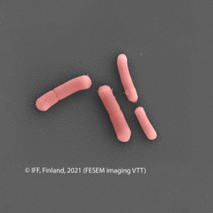IFF_HN001