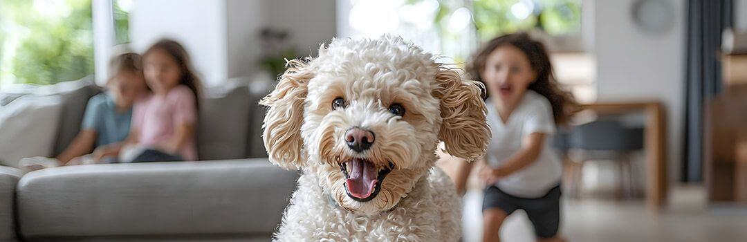 IFF_HS_Health-Benefits_Pet-Health_3_Edit2