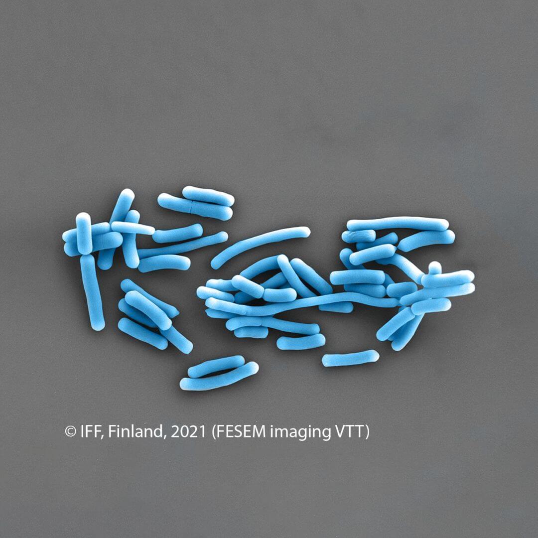 IFF_HS_Our-Products_HOWARU_Signature-Strains_Strains_NCFM