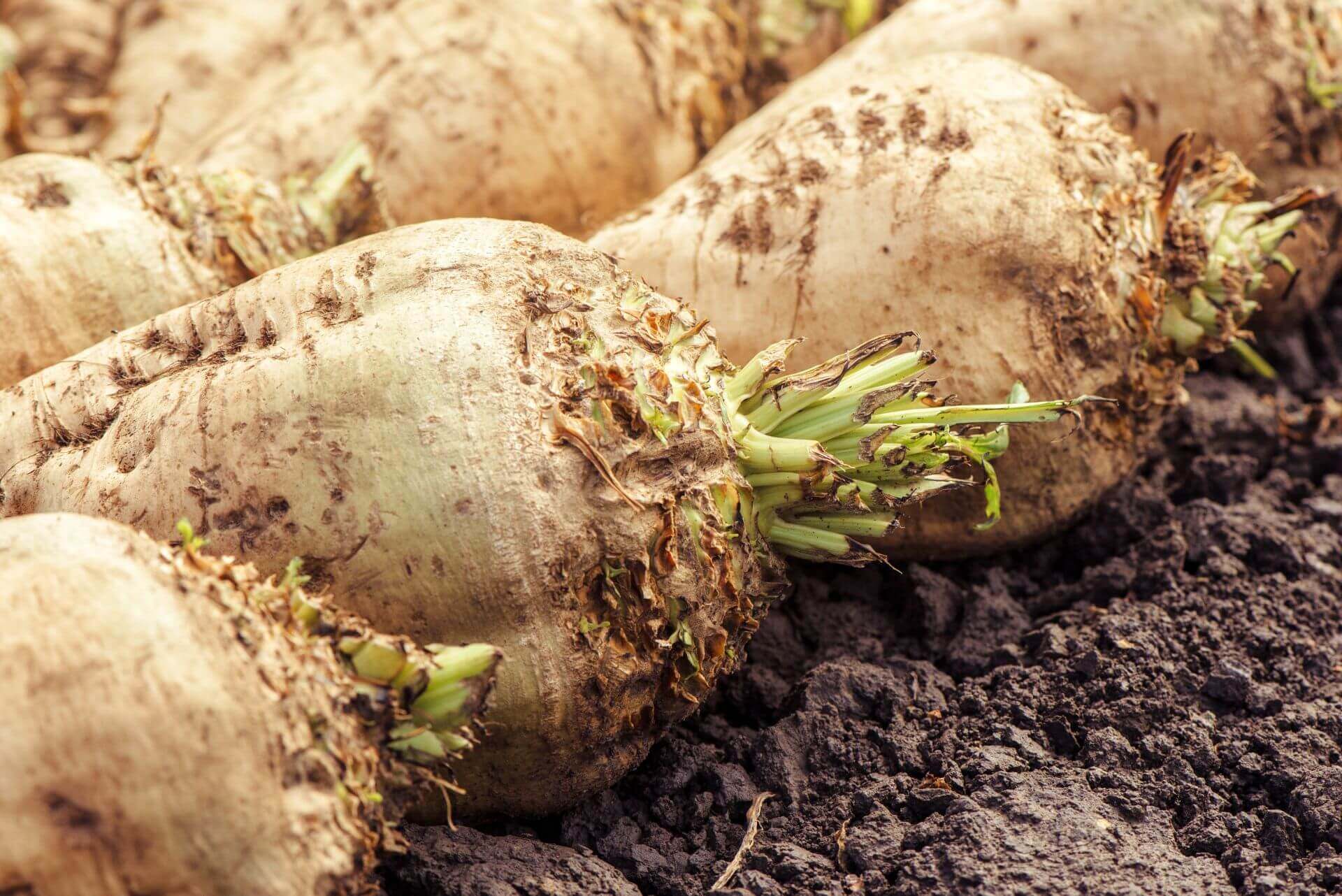 IFF_HS_Our-Products_Ingredients_BetaPower-Beet_1