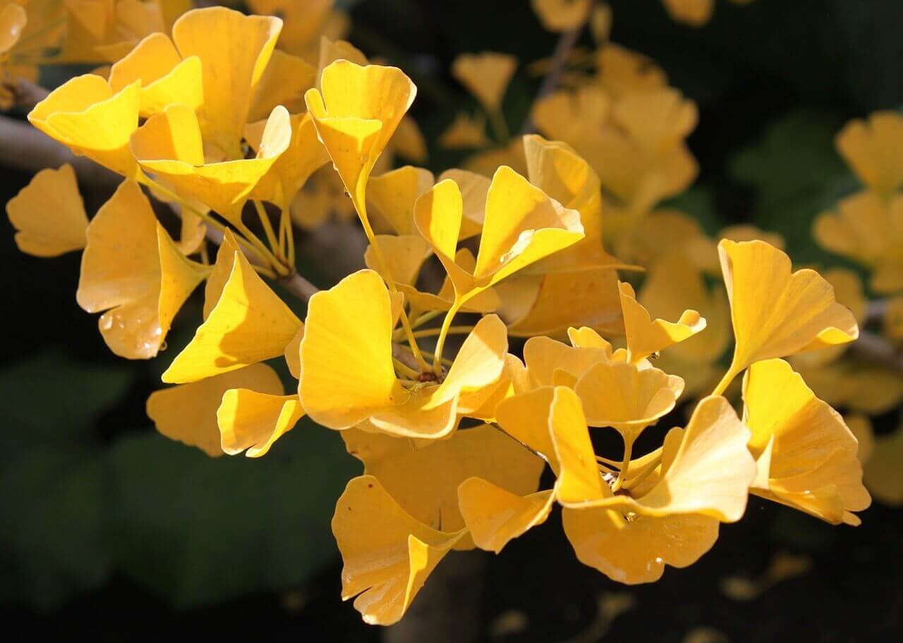 IFF_HS_Our-Products_Ingredients_Ginkgo-Flower_1