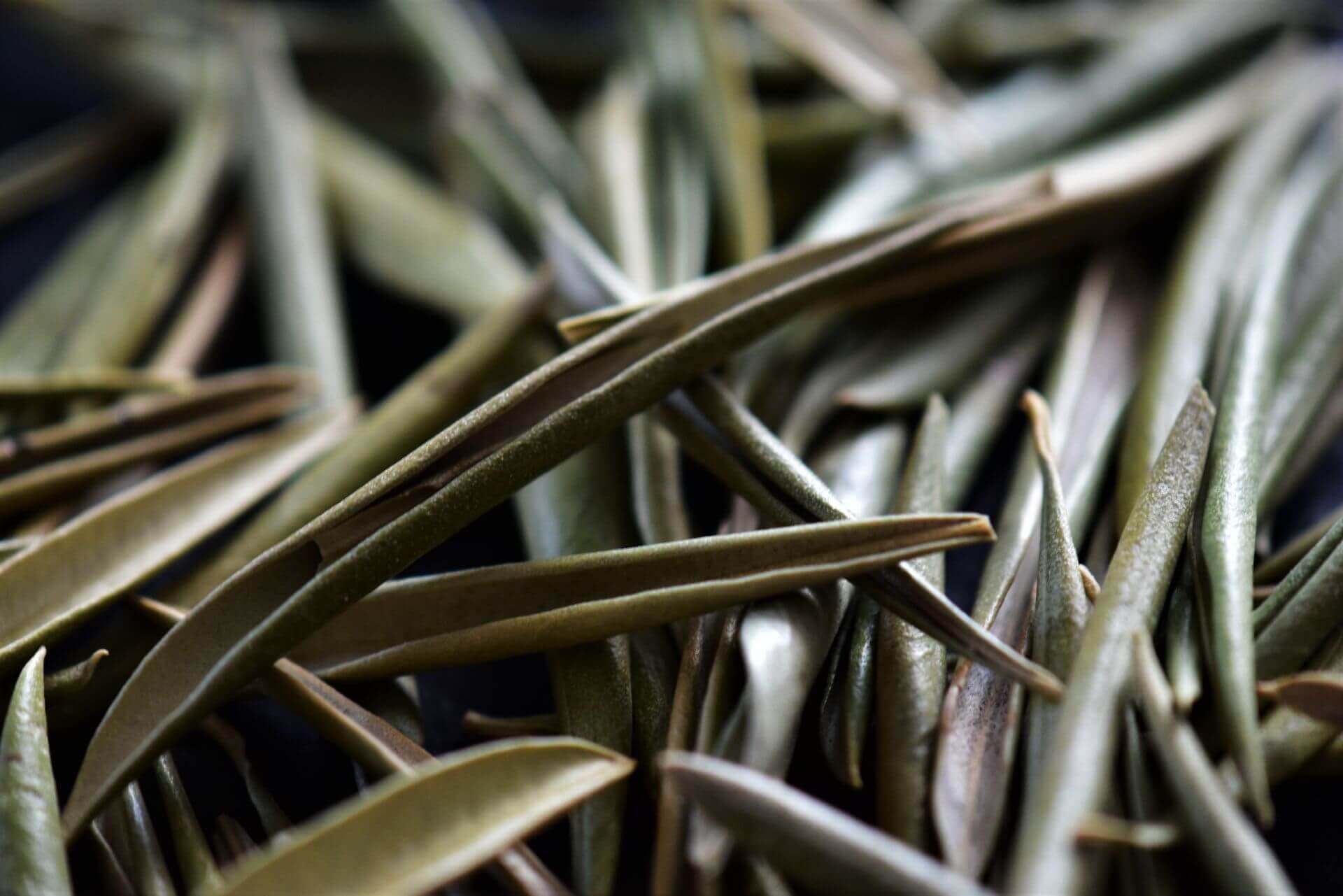 IFF_HS_Our-Products_Ingredients_Olive-Leaf_5